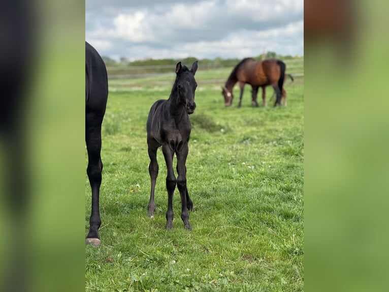 German Sport Horse Stallion  16,2 hh Black in Querfurt