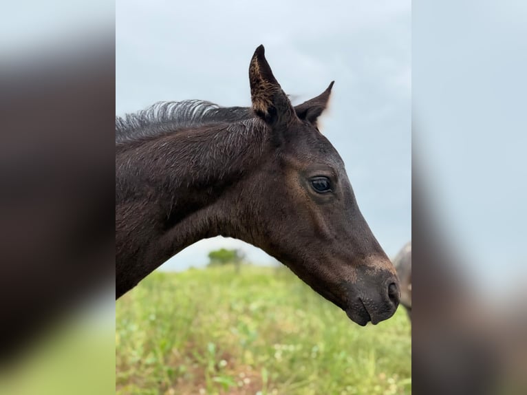 German Sport Horse Stallion  16,2 hh Black in Querfurt