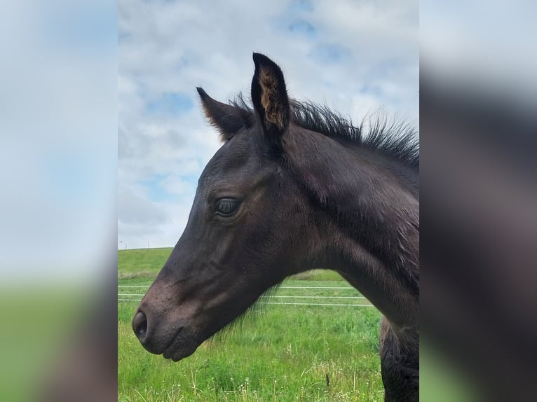 German Sport Horse Stallion  16,2 hh Black in Querfurt