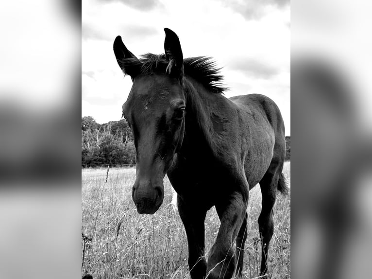 German Sport Horse Stallion Foal (04/2025) 16,2 hh Black in Querfurt