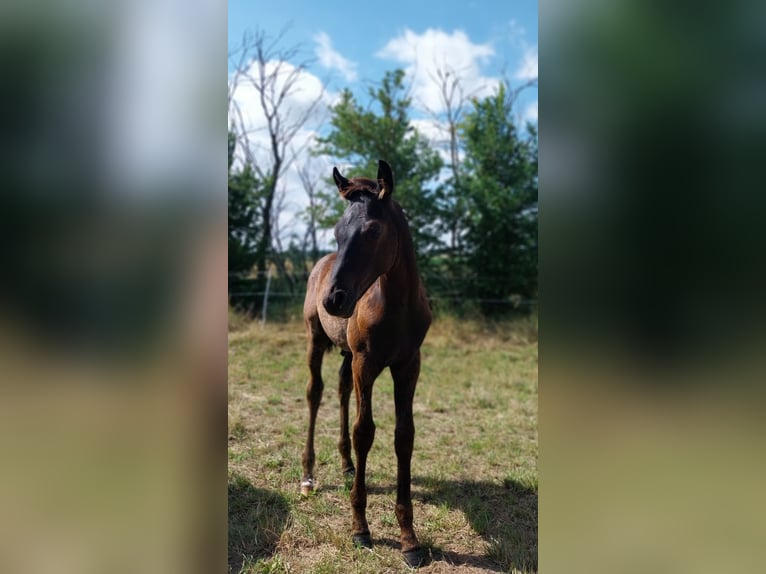German Sport Horse Stallion Foal (04/2025) 16,2 hh Black in Querfurt