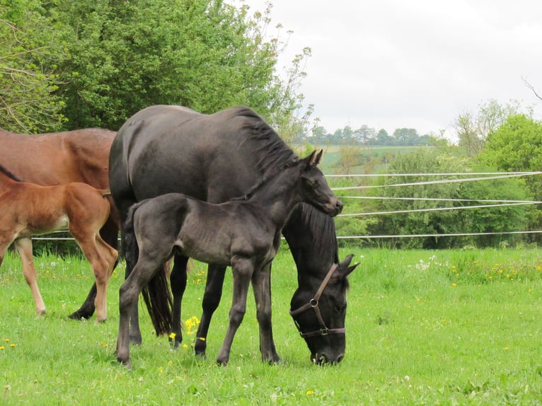 German Sport Horse Stallion  16,2 hh Black in Querfurt