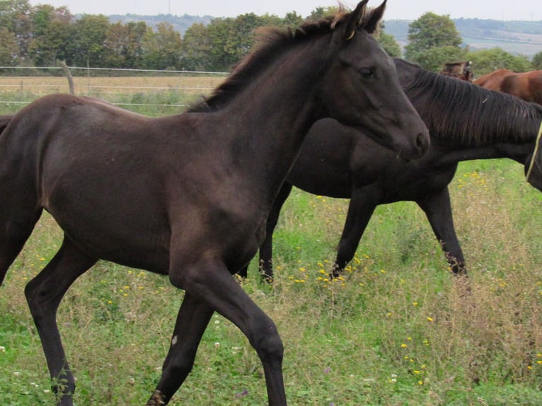 German Sport Horse Stallion Foal (04/2025) 16,2 hh Black in Querfurt