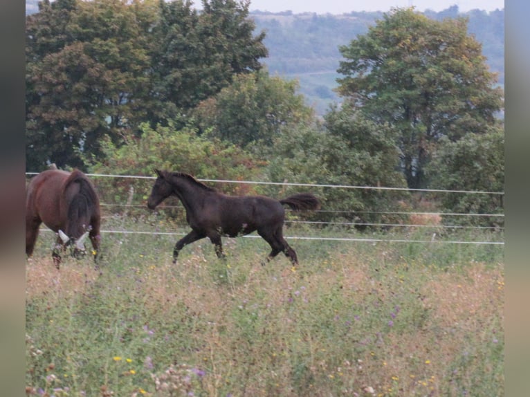 German Sport Horse Stallion Foal (04/2025) 16,2 hh Black in Querfurt