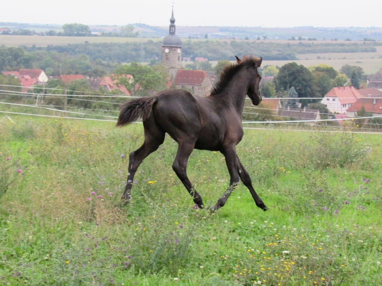 German Sport Horse Stallion Foal (04/2025) 16,2 hh Black in Querfurt