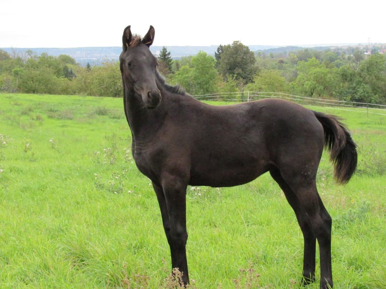 German Sport Horse Stallion Foal (04/2025) 16,2 hh Black in Querfurt
