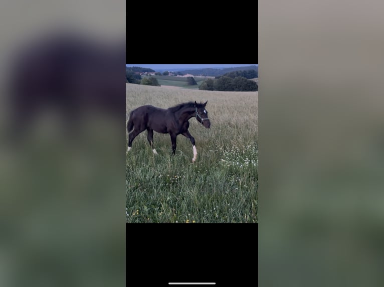 German Sport Horse Stallion Foal (04/2025) 16,2 hh Black in Marktl