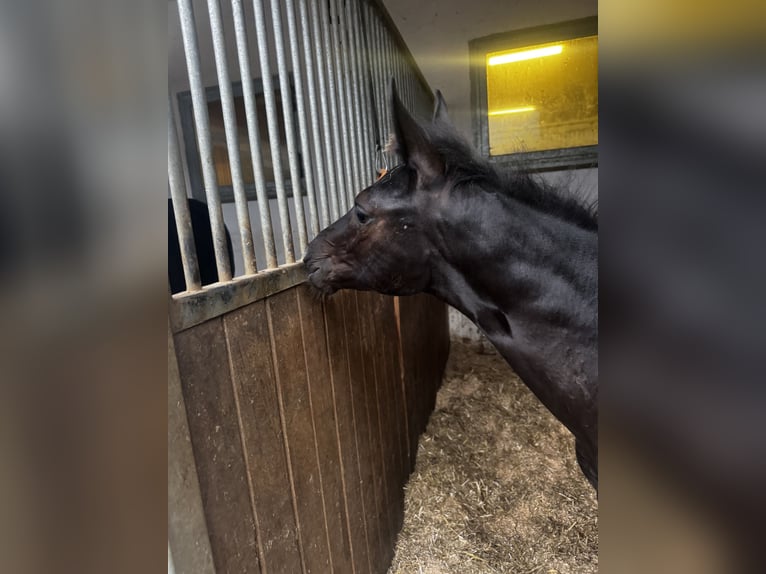 German Sport Horse Stallion Foal (04/2025) 16,2 hh Black in Marktl