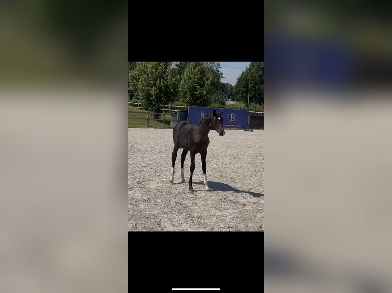German Sport Horse Stallion Foal (04/2025) 16,2 hh Black in Marktl