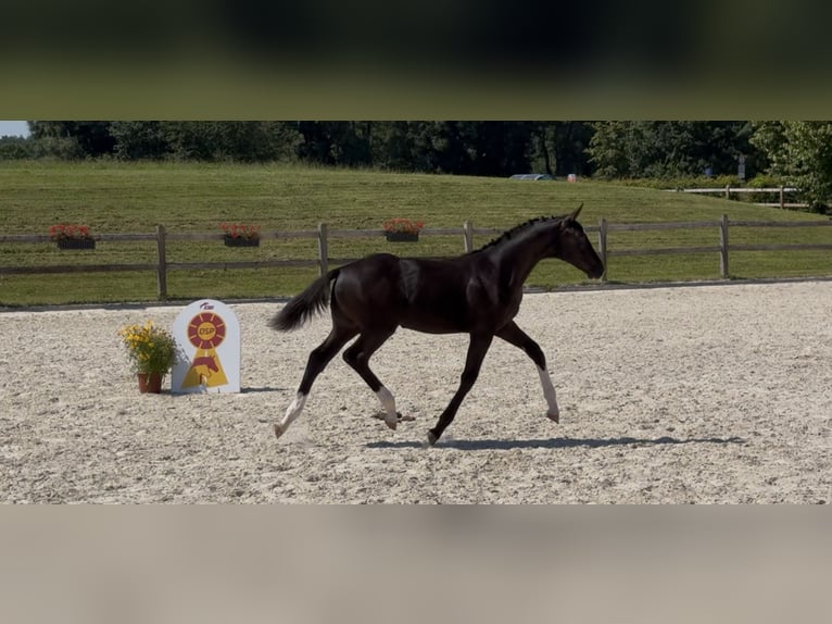 German Sport Horse Stallion Foal (04/2025) 16,2 hh Black in Marktl