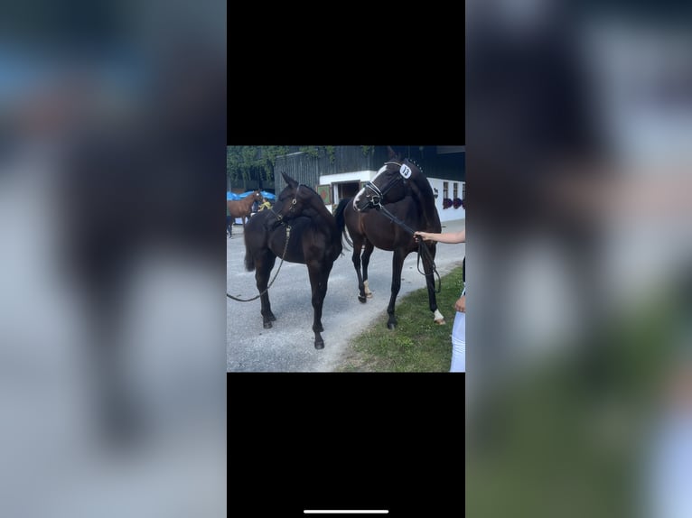 German Sport Horse Stallion Foal (04/2025) 16,2 hh Black in Teisnach