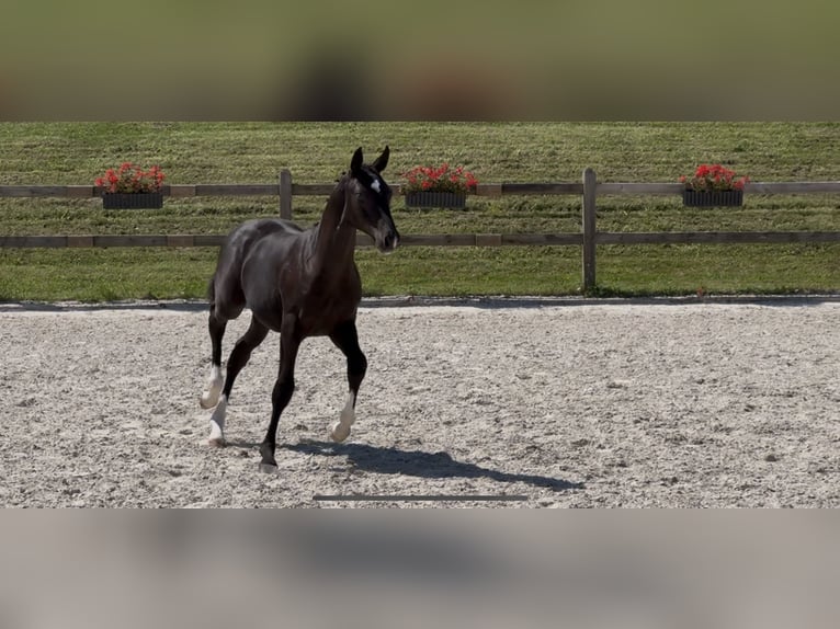 German Sport Horse Stallion Foal (04/2025) 16,2 hh Black in Zeilarn