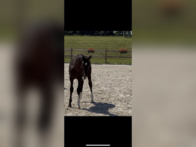 German Sport Horse Stallion Foal (04/2025) 16,2 hh Black in Zeilarn