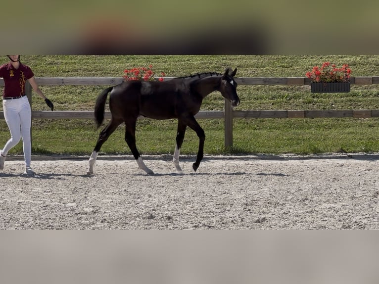 German Sport Horse Stallion Foal (04/2025) 16,2 hh Black in Zeilarn
