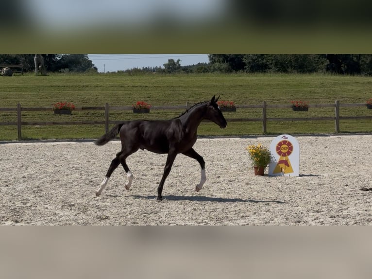 German Sport Horse Stallion Foal (04/2025) 16,2 hh Black in Zeilarn