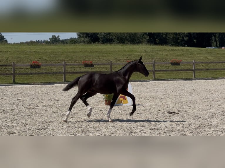 German Sport Horse Stallion Foal (04/2025) 16,2 hh Black in Zeilarn