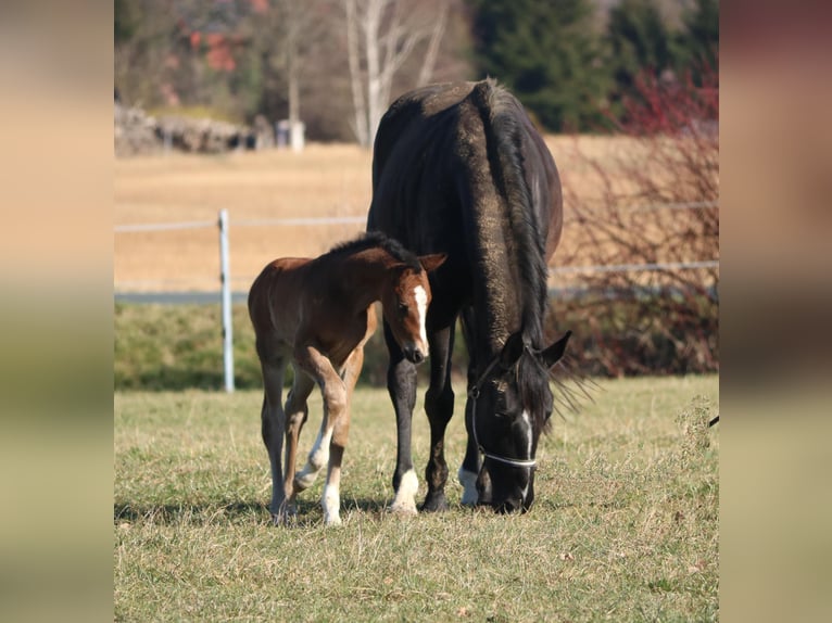 German Sport Horse Stallion  16,2 hh Brown in Obersch&#xF6;na