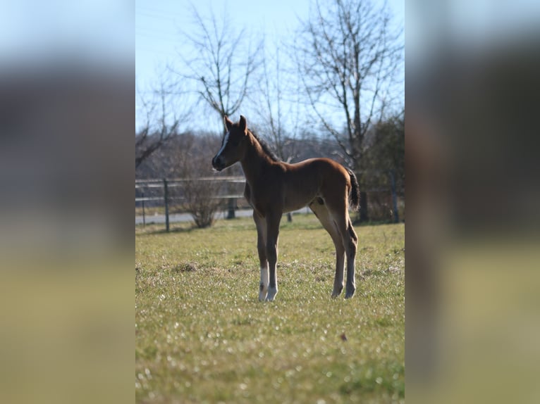 German Sport Horse Stallion  16,2 hh Brown in Obersch&#xF6;na