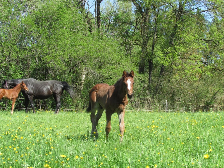 German Sport Horse Stallion  16,2 hh Brown in Balingen