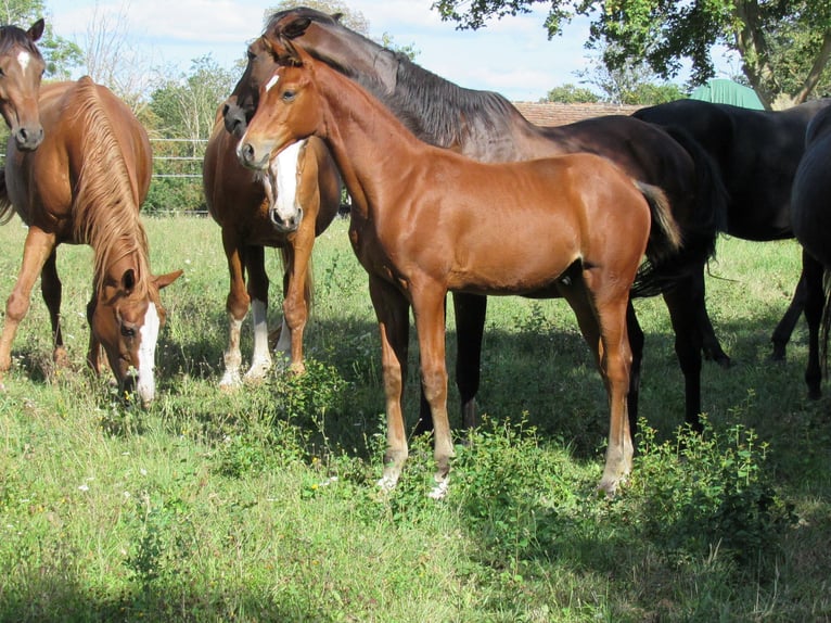 German Sport Horse Stallion Foal (04/2025) 16,2 hh Brown in Querfurt