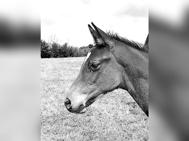German Sport Horse Stallion Foal (04/2025) 16,2 hh Brown in Querfurt