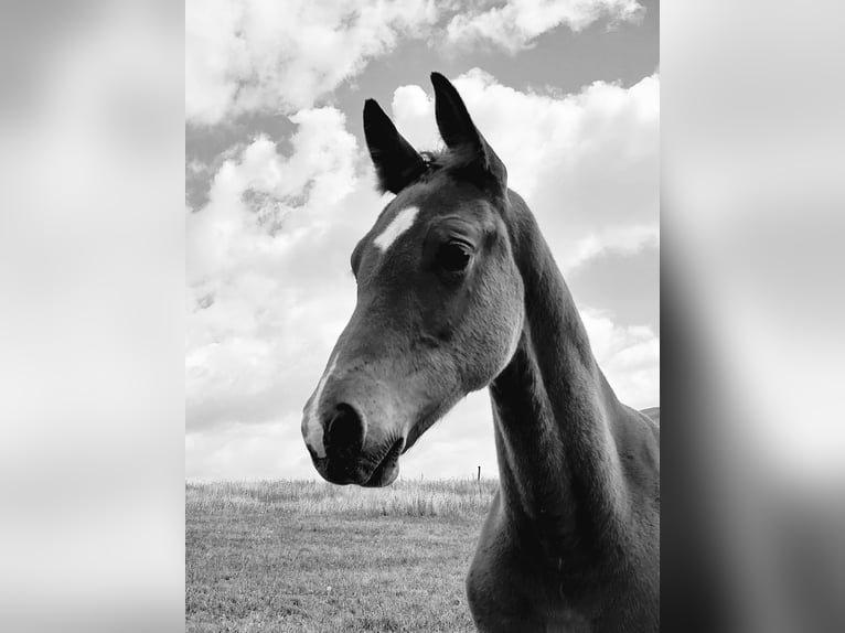 German Sport Horse Stallion Foal (04/2025) 16,2 hh Brown in Querfurt