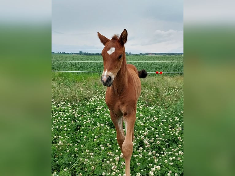 German Sport Horse Stallion  16,2 hh Brown in Querfurt