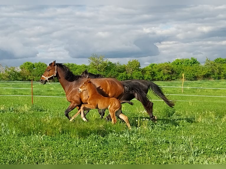 German Sport Horse Stallion  16,2 hh Brown in Querfurt