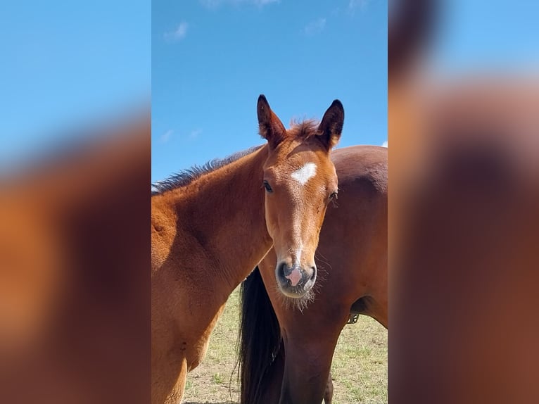 German Sport Horse Stallion Foal (04/2025) 16,2 hh Brown in Querfurt