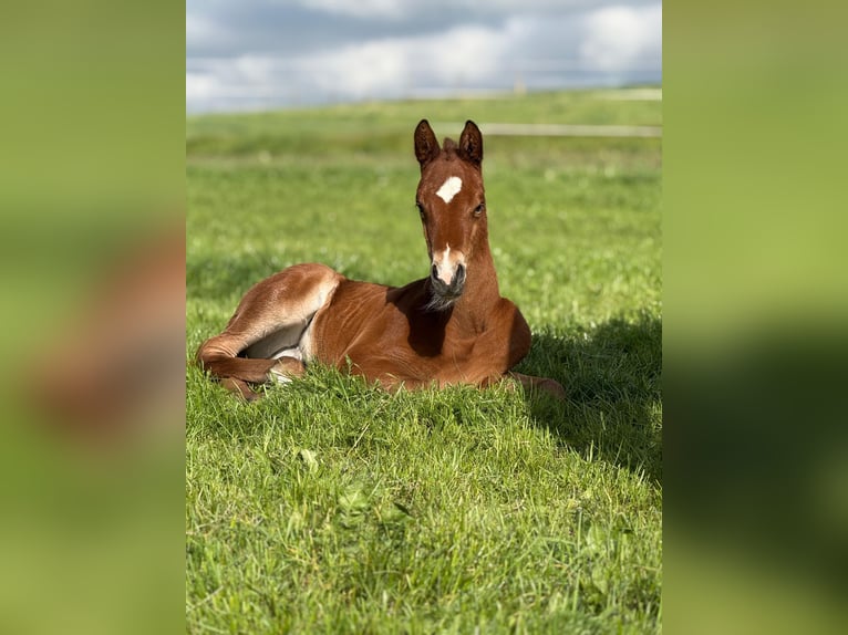 German Sport Horse Stallion  16,2 hh Brown in Querfurt