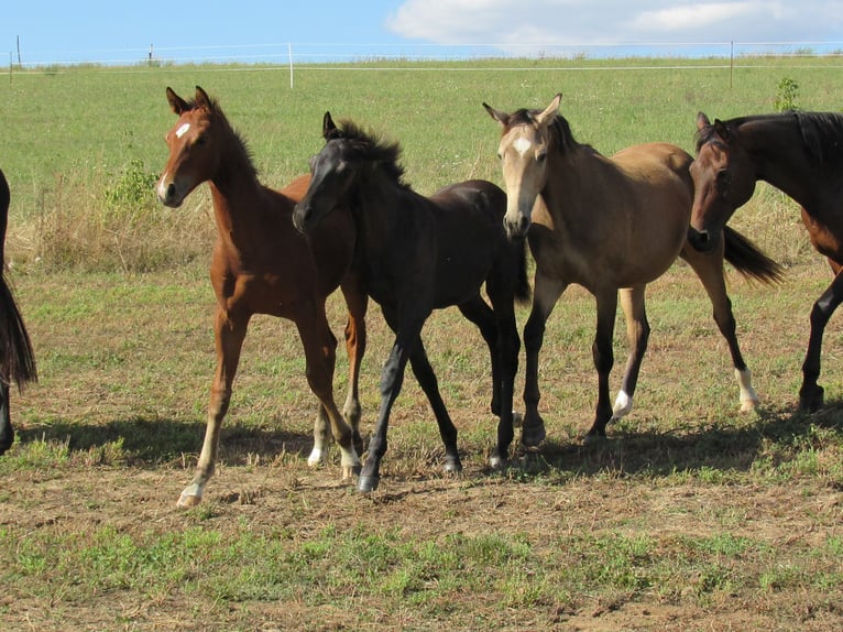 German Sport Horse Stallion Foal (04/2025) 16,2 hh Brown in Querfurt