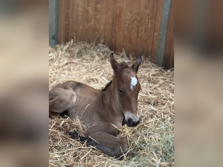 German Sport Horse Stallion  16,2 hh Brown in Thalheim / Erzgebirge