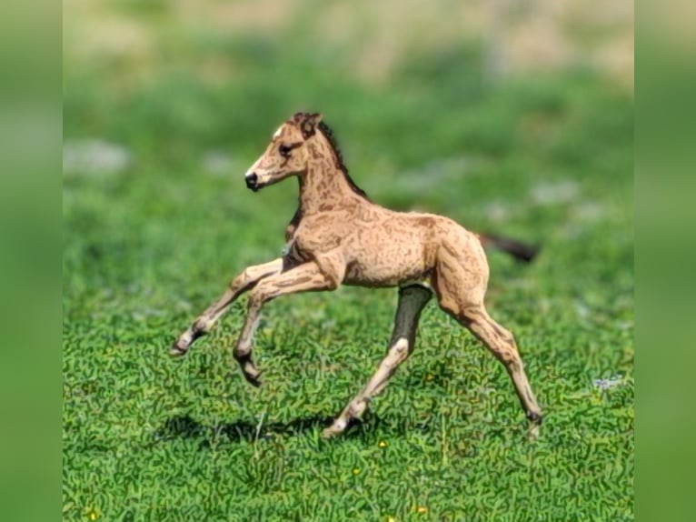 German Sport Horse Stallion  16,2 hh Buckskin in Stiefenhofen