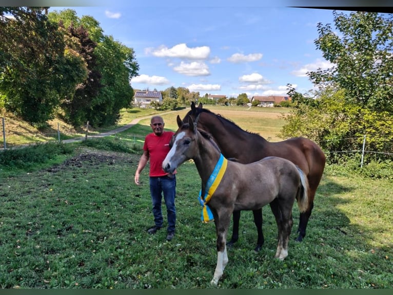 German Sport Horse Stallion Foal (04/2025) 16,2 hh Can be white in Horb am Neckar