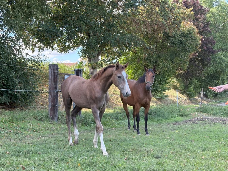 German Sport Horse Stallion Foal (04/2025) 16,2 hh Can be white in Horb am Neckar
