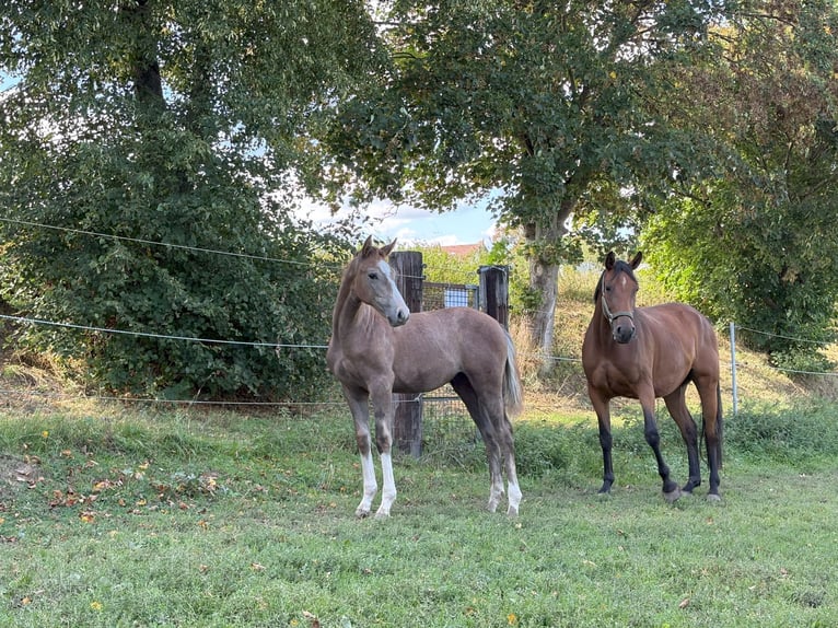 German Sport Horse Stallion Foal (04/2025) 16,2 hh Can be white in Horb am Neckar