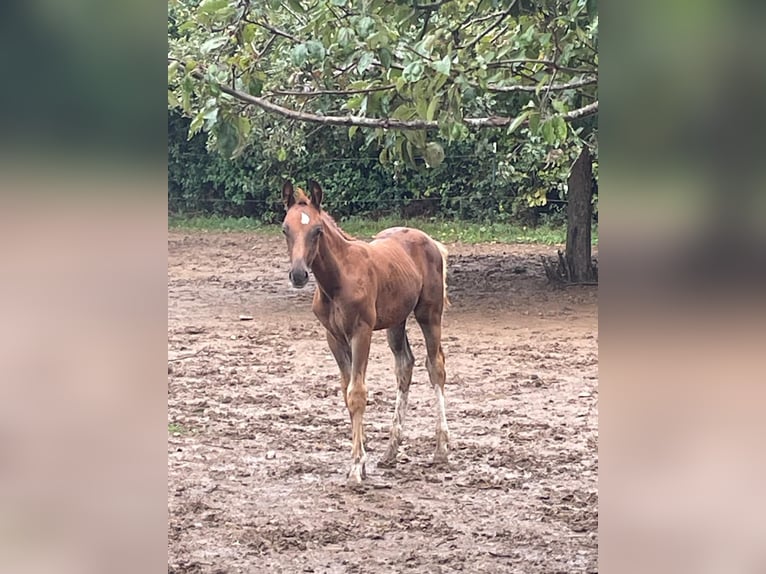 German Sport Horse Stallion Foal (06/2025) 16,2 hh Chestnut in Osburg