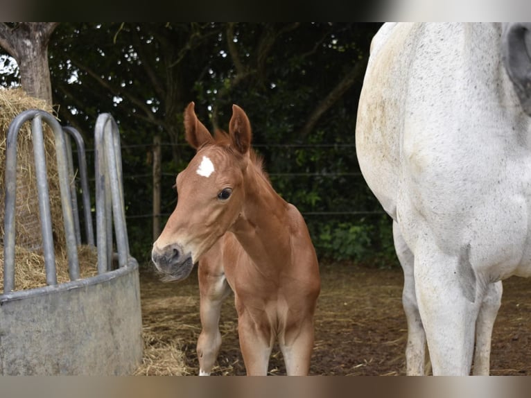 German Sport Horse Stallion Foal (06/2025) 16,2 hh Chestnut in Osburg