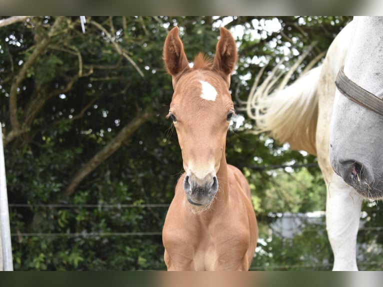 German Sport Horse Stallion Foal (06/2025) 16,2 hh Chestnut in Osburg