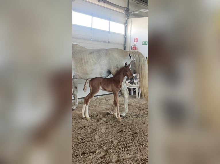 German Sport Horse Stallion Foal (06/2025) 16,2 hh Chestnut in Osburg