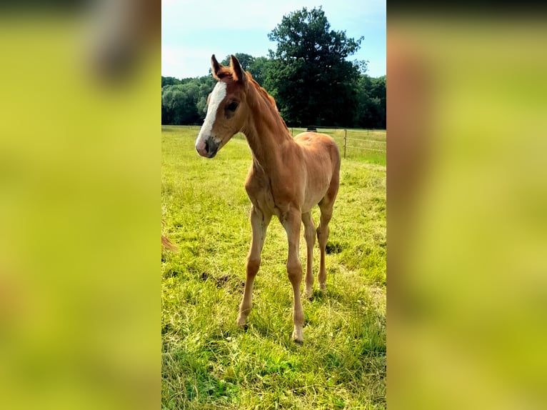 German Sport Horse Stallion  16,2 hh Chestnut-Red in Pirow