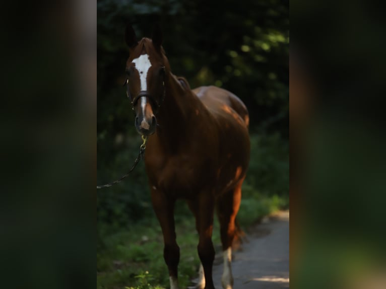 German Sport Horse Stallion  16,2 hh Chestnut-Red in Pirow
