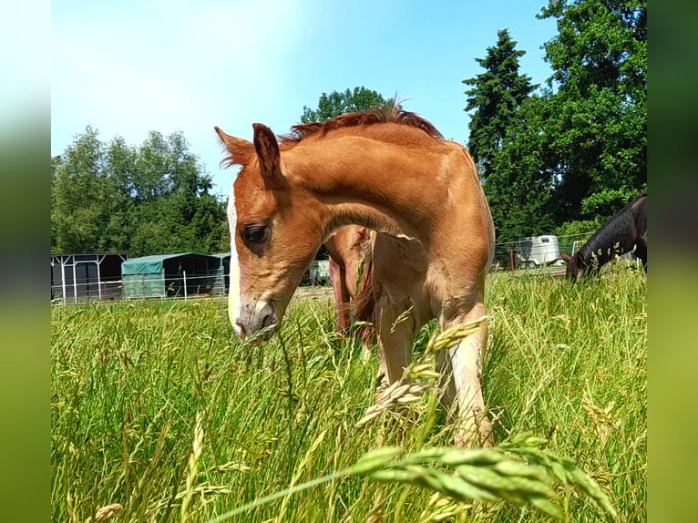 German Sport Horse Stallion  16,2 hh Chestnut-Red in Pirow