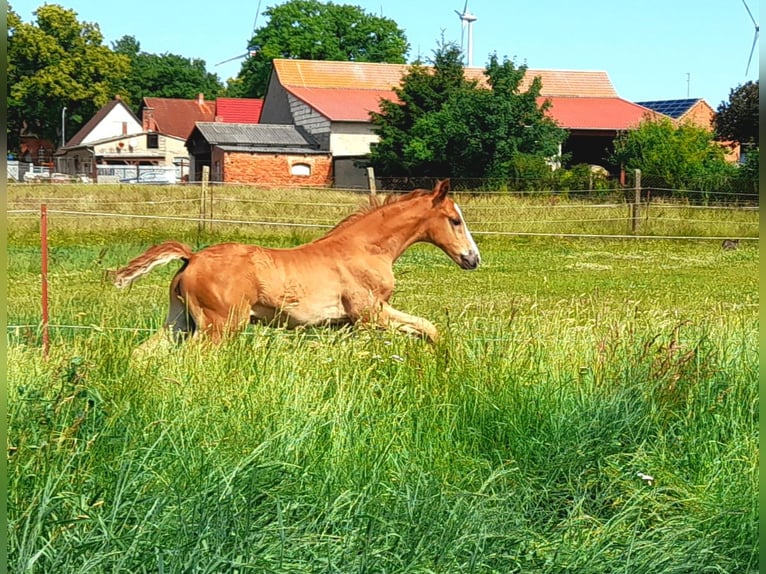 German Sport Horse Stallion  16,2 hh Chestnut-Red in Pirow