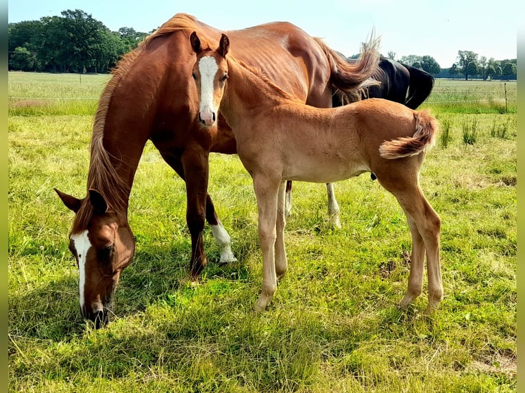 German Sport Horse Stallion  16,2 hh Chestnut-Red in Pirow