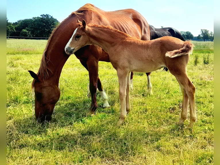 German Sport Horse Stallion  16,2 hh Chestnut-Red in Pirow