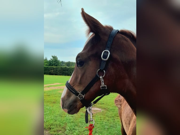 German Sport Horse Stallion Foal (05/2025) 16,2 hh Chestnut-Red in Pirow