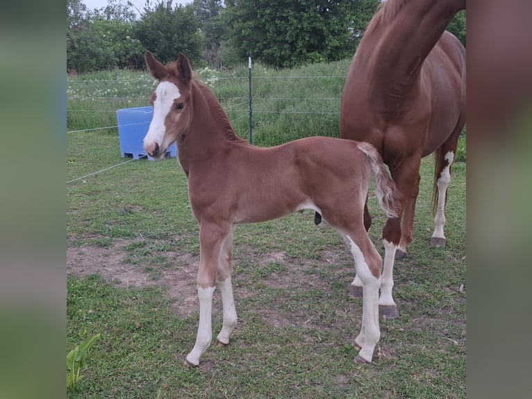 German Sport Horse Stallion Foal (05/2025) 16,2 hh Chestnut-Red in Zangenberg