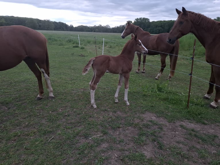 German Sport Horse Stallion Foal (05/2025) 16,2 hh Chestnut-Red in Zangenberg