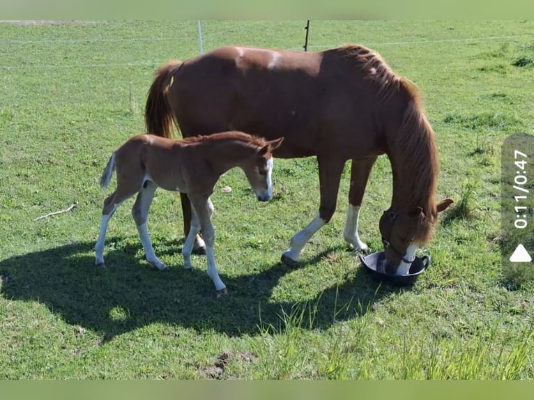 German Sport Horse Stallion Foal (05/2025) 16,2 hh Chestnut-Red in Zangenberg